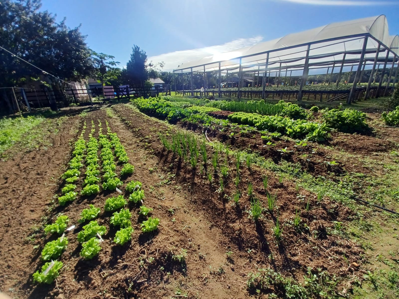 Horta da Família Feltrin com verduras frescas